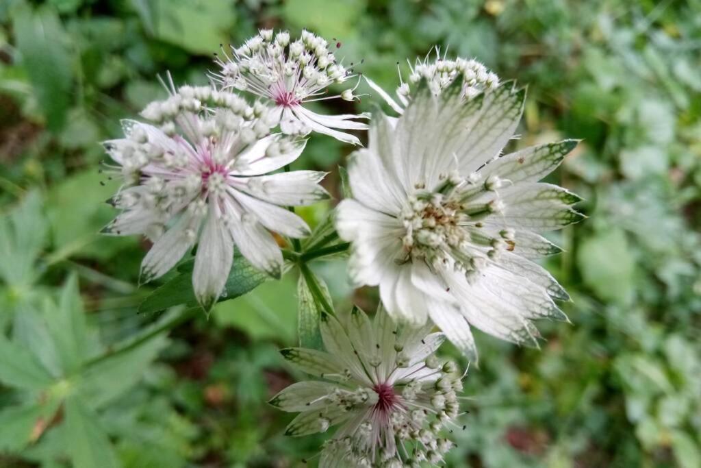La Foux D'Allos Vacances Nature Espace Lumiere エクステリア 写真